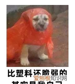 塑料包装袋能不能进微波炉