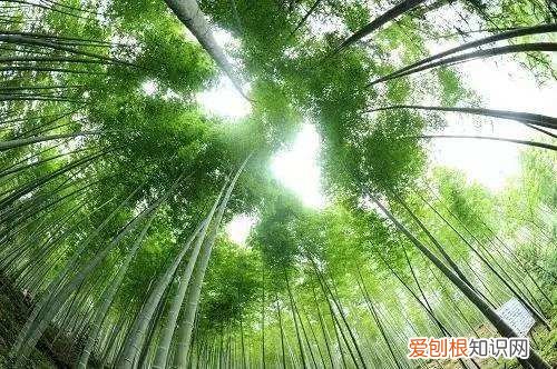 竹类代表哪一类人 竹子代表什么人