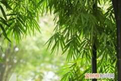 竹类代表哪一类人 竹子代表什么人