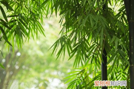 竹类代表哪一类人 竹子代表什么人