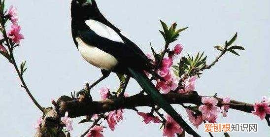 喜鹊是益鸟还是害鸟