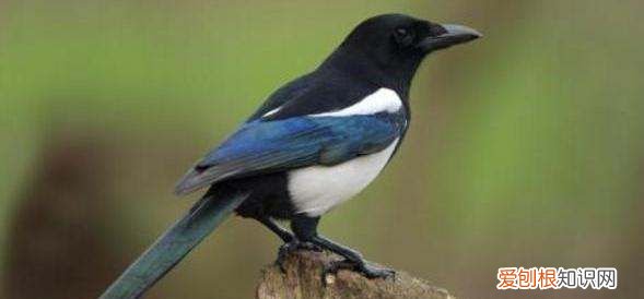 喜鹊是益鸟还是害鸟