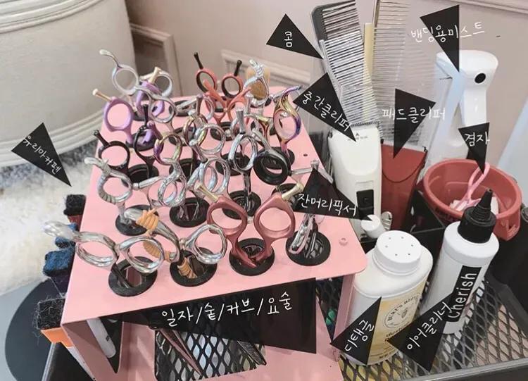 新手小白如何开好一家宠物店？ 如何开宠物店