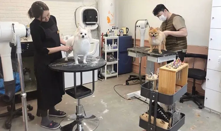 新手小白如何开好一家宠物店？ 如何开宠物店