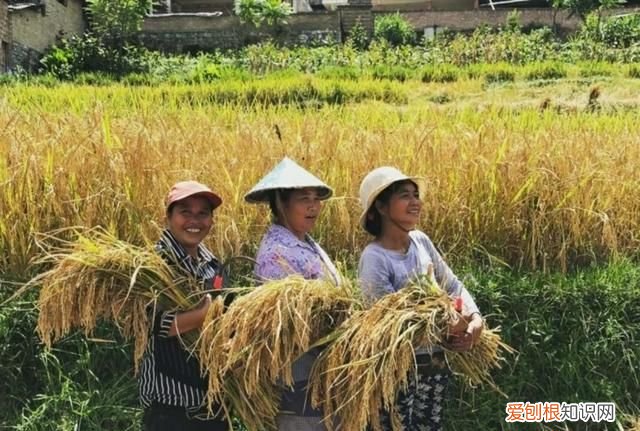 抵穗的意思，省外抵穗四个一是什么意思