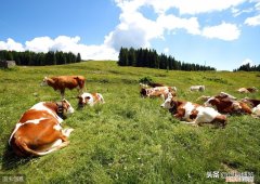 我国畜牧业发展“五大趋势” 中国畜牧业