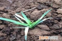 康乃馨幼苗的养护方法 康乃馨幼苗图片