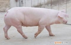 母猪养殖的4大要点 养母猪技术