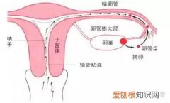 什么原因会导致输卵管畸形  输卵管畸形