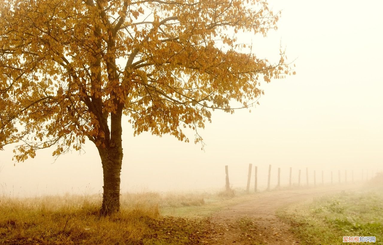 秋天的田园 描写田园风光的作文