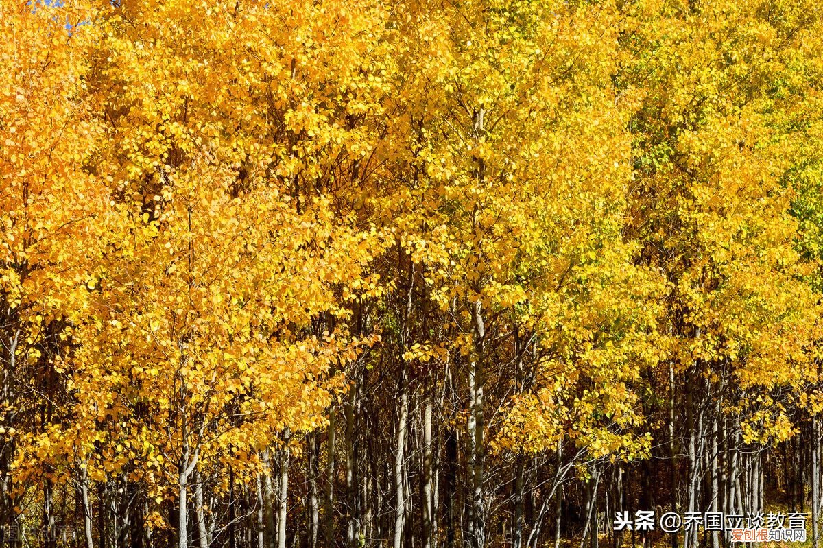 学校迎元旦文艺演出校长致辞 元旦晚会致辞