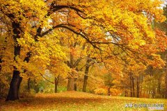 学校迎元旦文艺演出校长致辞 元旦晚会致辞