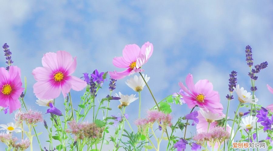 十首经典现代诗 经典现代诗歌