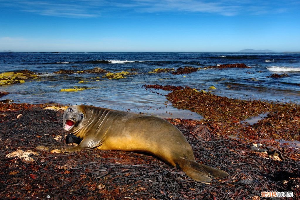 蝎子饲养方法及注意事项 野生蝎子养殖方法
