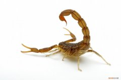 蝎子饲养方法及注意事项 野生蝎子养殖方法