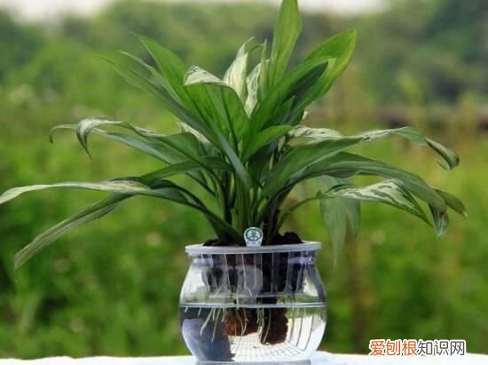 万年青根发烂什么原因 万年青根