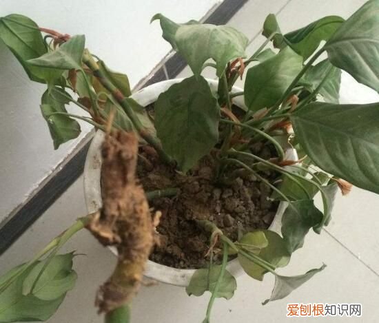 万年青根发烂什么原因 万年青根