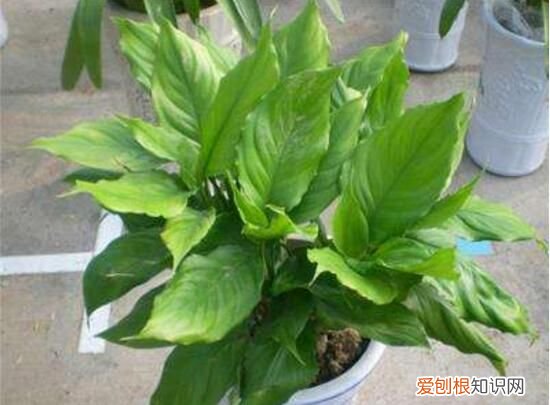 万年青根发烂什么原因 万年青根