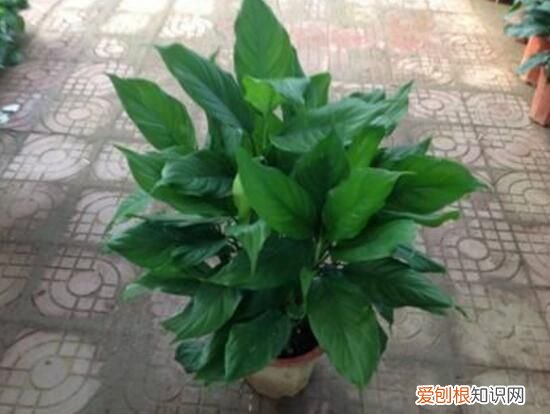 万年青根发烂什么原因 万年青根