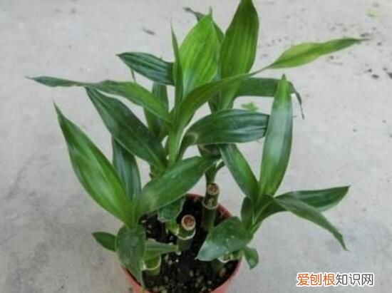 万年青根发烂什么原因 万年青根