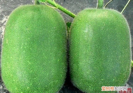 什么地方种北瓜 东西南北瓜有没有叫北瓜的?