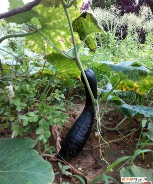 什么地方种北瓜 东西南北瓜有没有叫北瓜的?