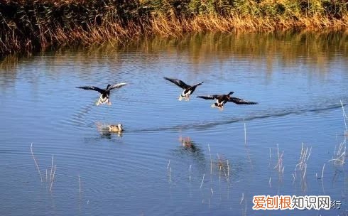 十五首写秋天的古诗 描写秋天景色的诗