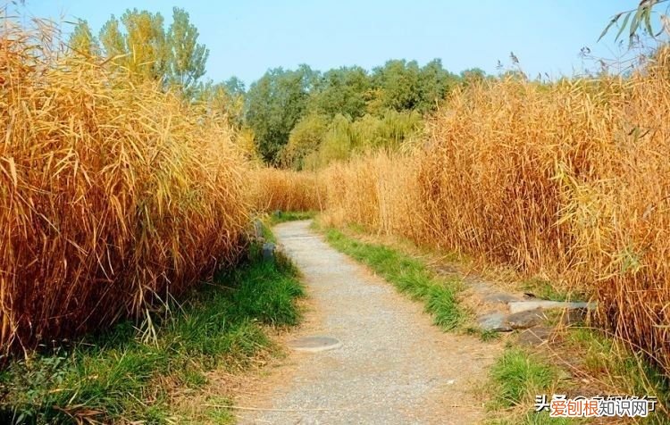 十五首写秋天的古诗 描写秋天景色的诗