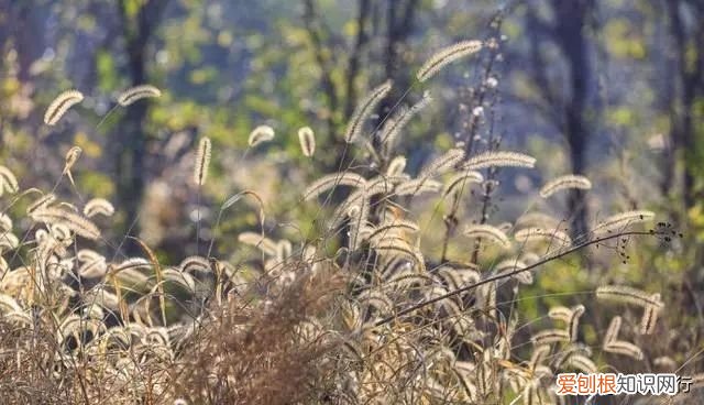 十五首写秋天的古诗 描写秋天景色的诗