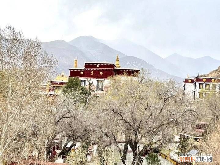 谷雨｜前世的花间一壶酥油茶 请喝一杯酥油茶