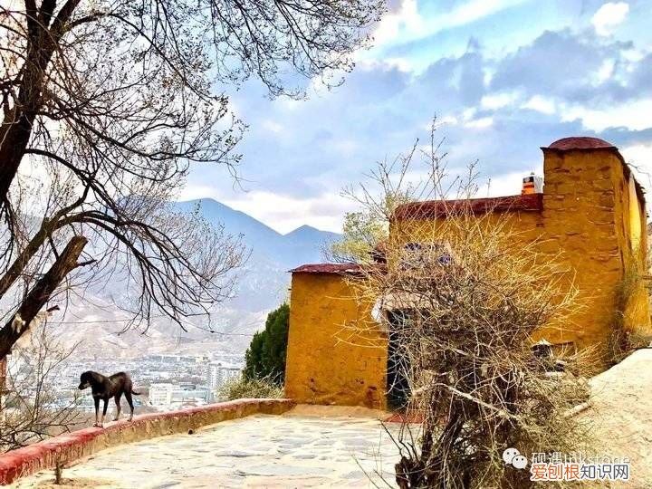 谷雨｜前世的花间一壶酥油茶 请喝一杯酥油茶
