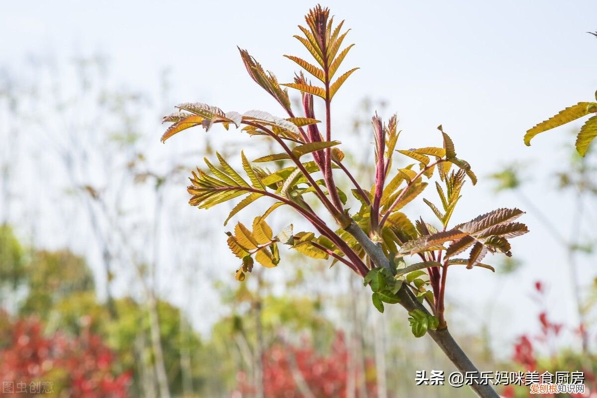 谷雨后湿气大，4种碱性蔬菜要常吃 碱性的蔬菜