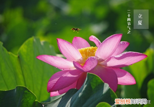 今日立夏，为何立夏节气要吃鸡蛋 立夏为什么要吃蛋