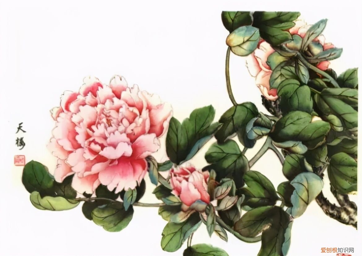 牡丹画谱，花开富贵 牡丹花谱