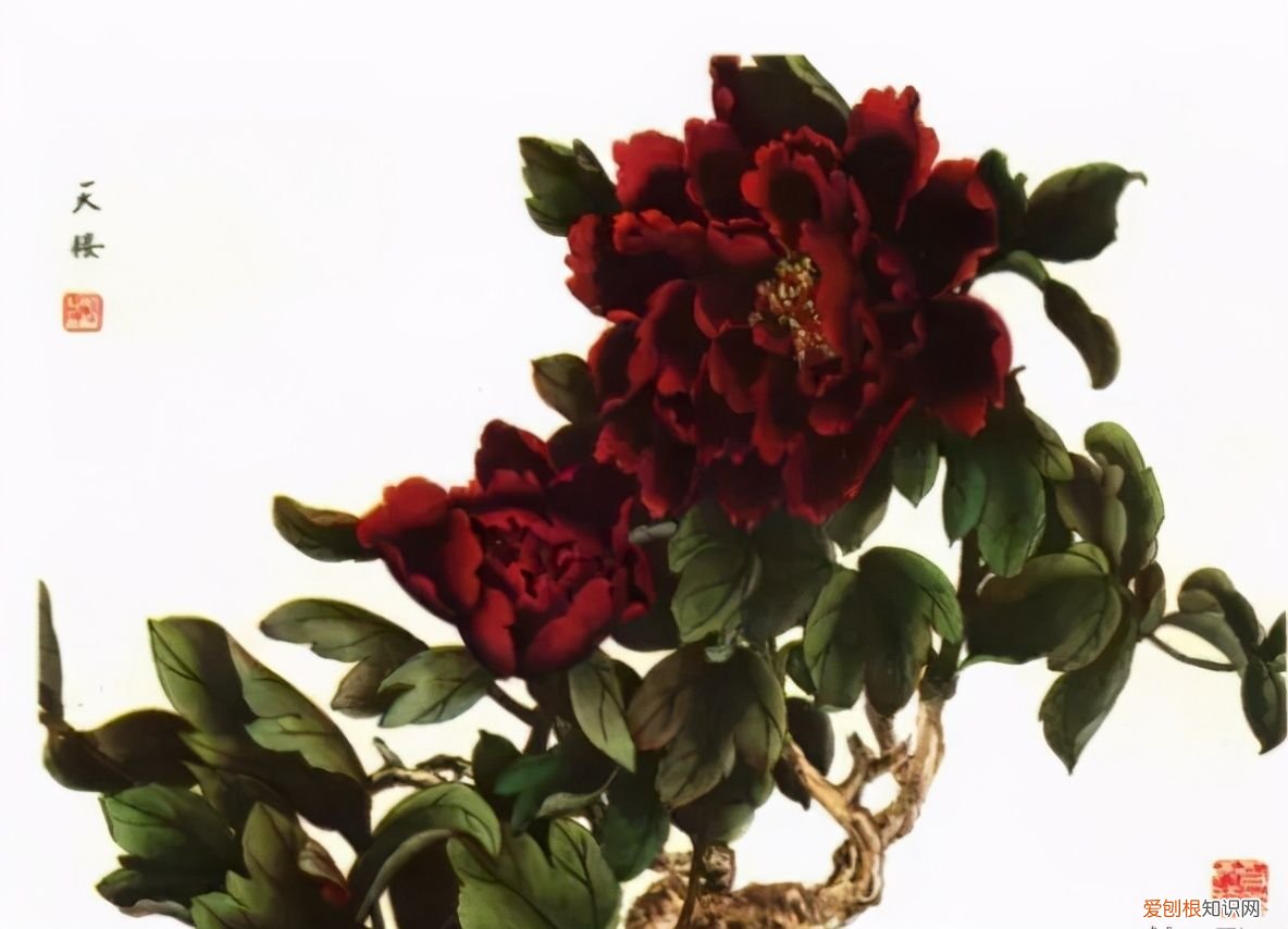 牡丹画谱，花开富贵 牡丹花谱