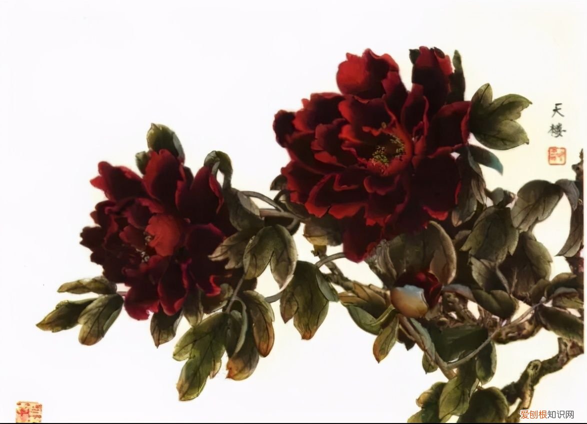 牡丹画谱，花开富贵 牡丹花谱