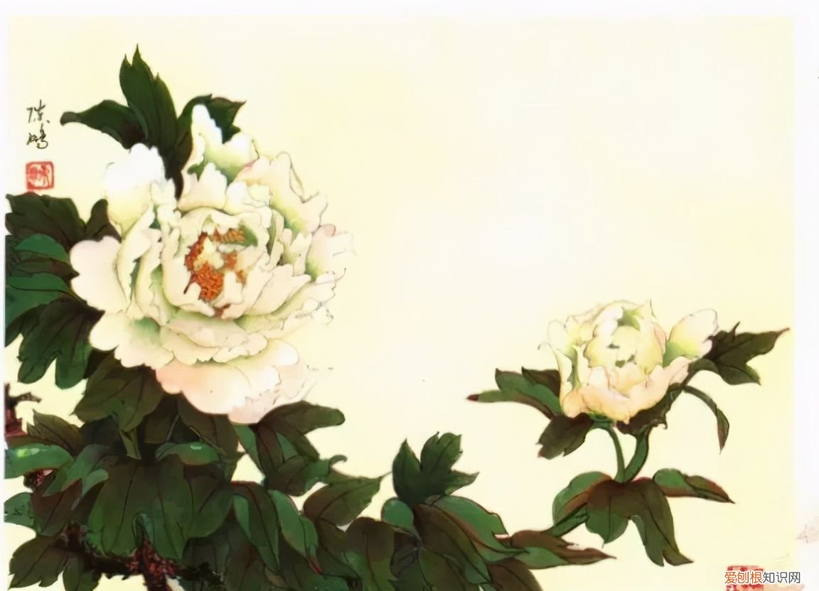 牡丹画谱，花开富贵 牡丹花谱