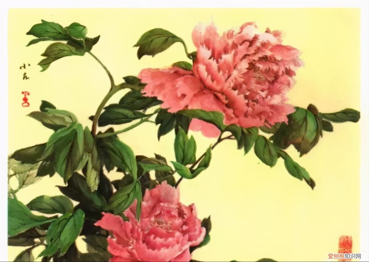 牡丹画谱，花开富贵 牡丹花谱