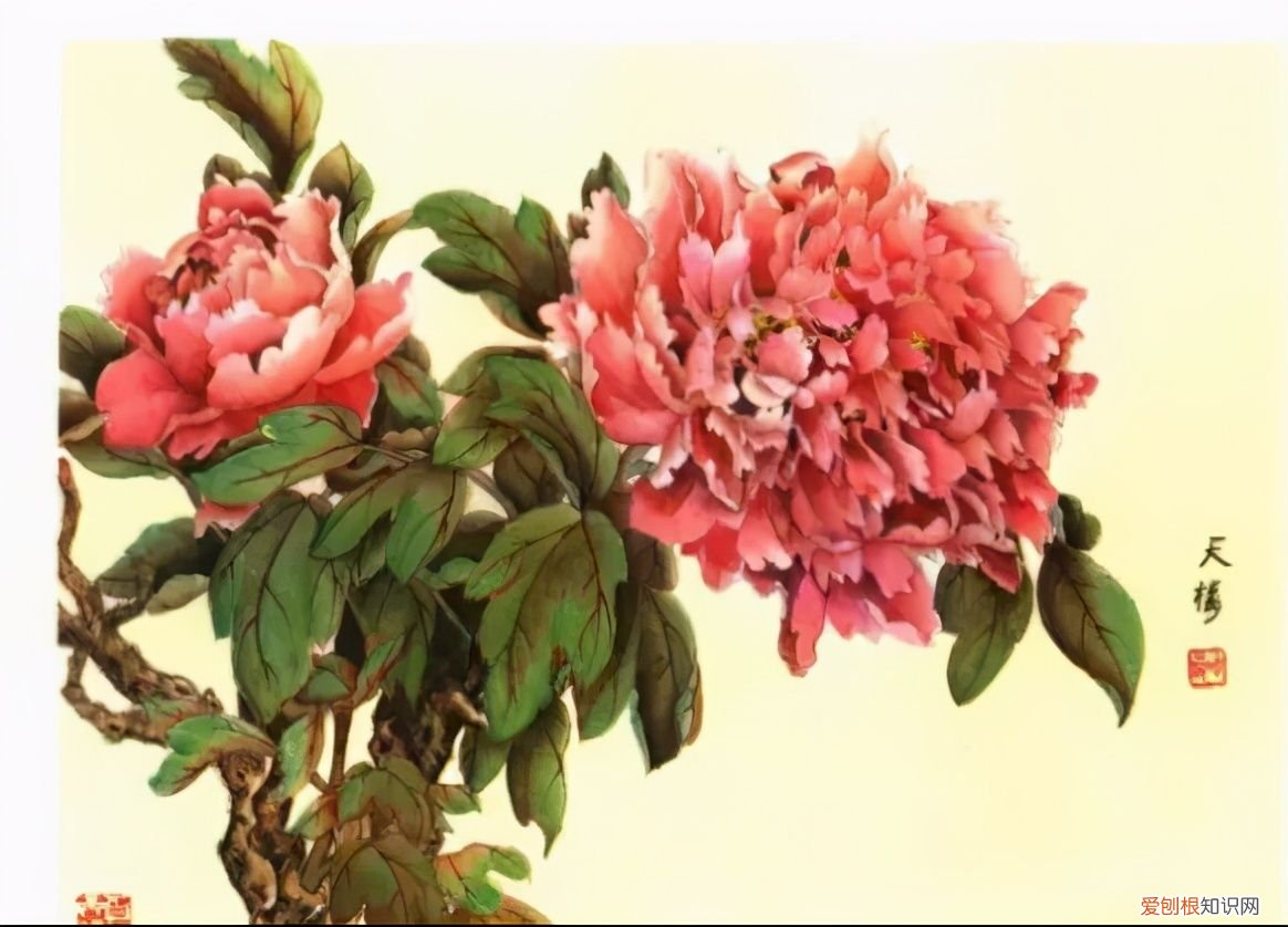 牡丹画谱，花开富贵 牡丹花谱