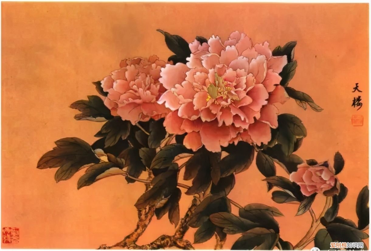 牡丹画谱，花开富贵 牡丹花谱