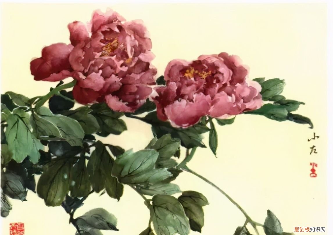 牡丹画谱，花开富贵 牡丹花谱