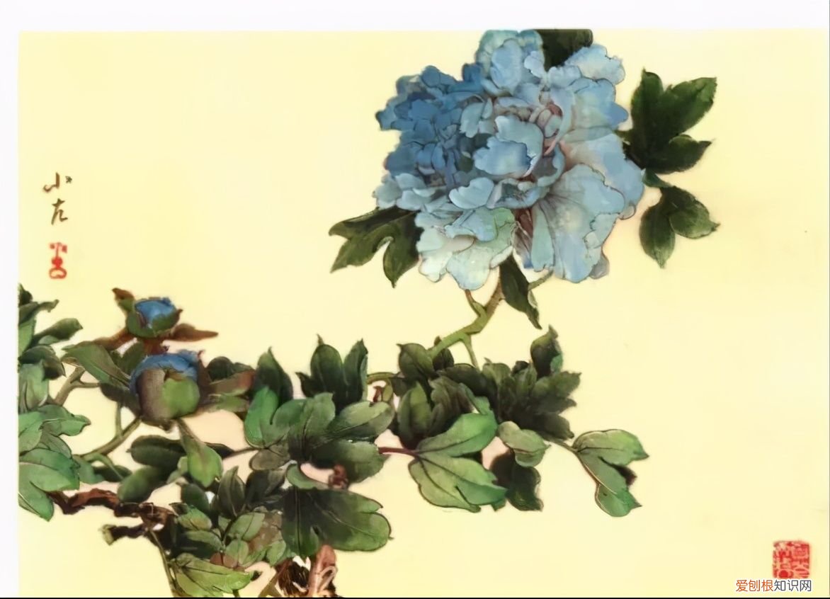 牡丹画谱，花开富贵 牡丹花谱