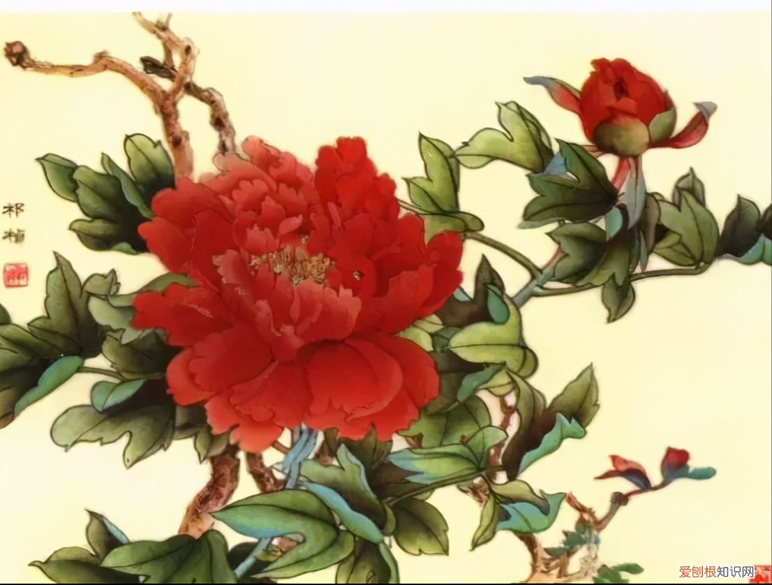 牡丹画谱，花开富贵 牡丹花谱