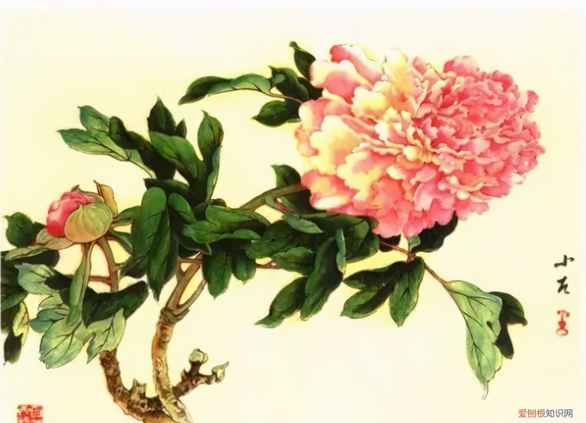 牡丹画谱，花开富贵 牡丹花谱