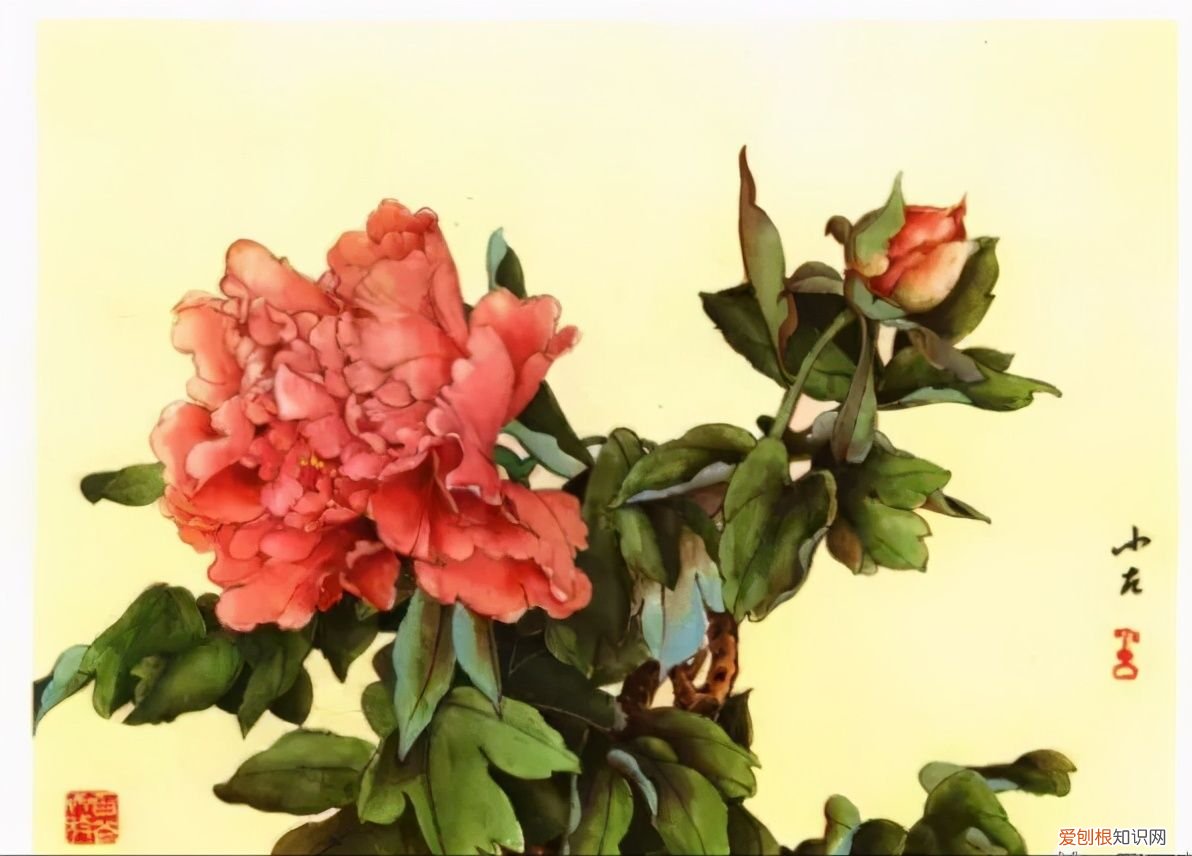 牡丹画谱，花开富贵 牡丹花谱