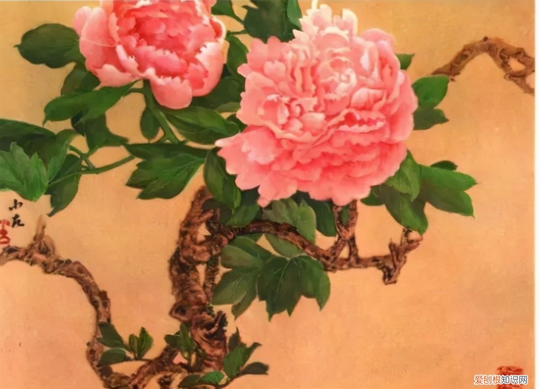 牡丹画谱，花开富贵 牡丹花谱