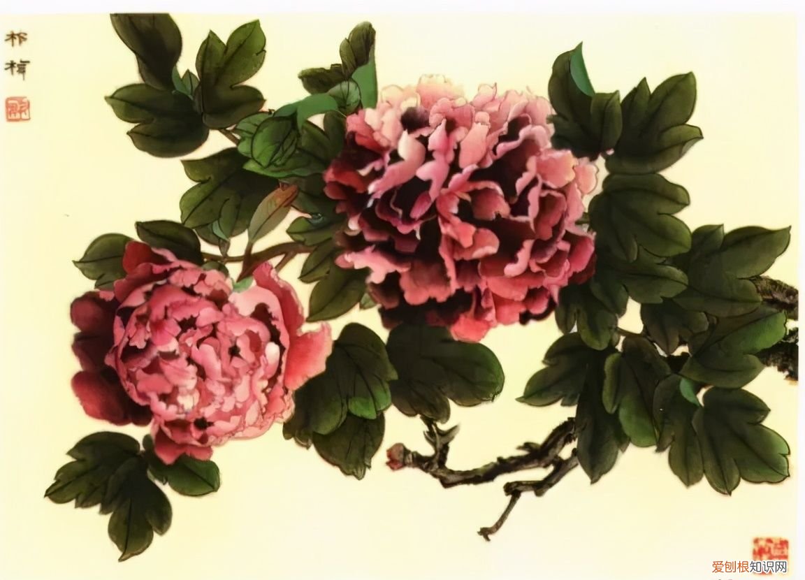 牡丹画谱，花开富贵 牡丹花谱