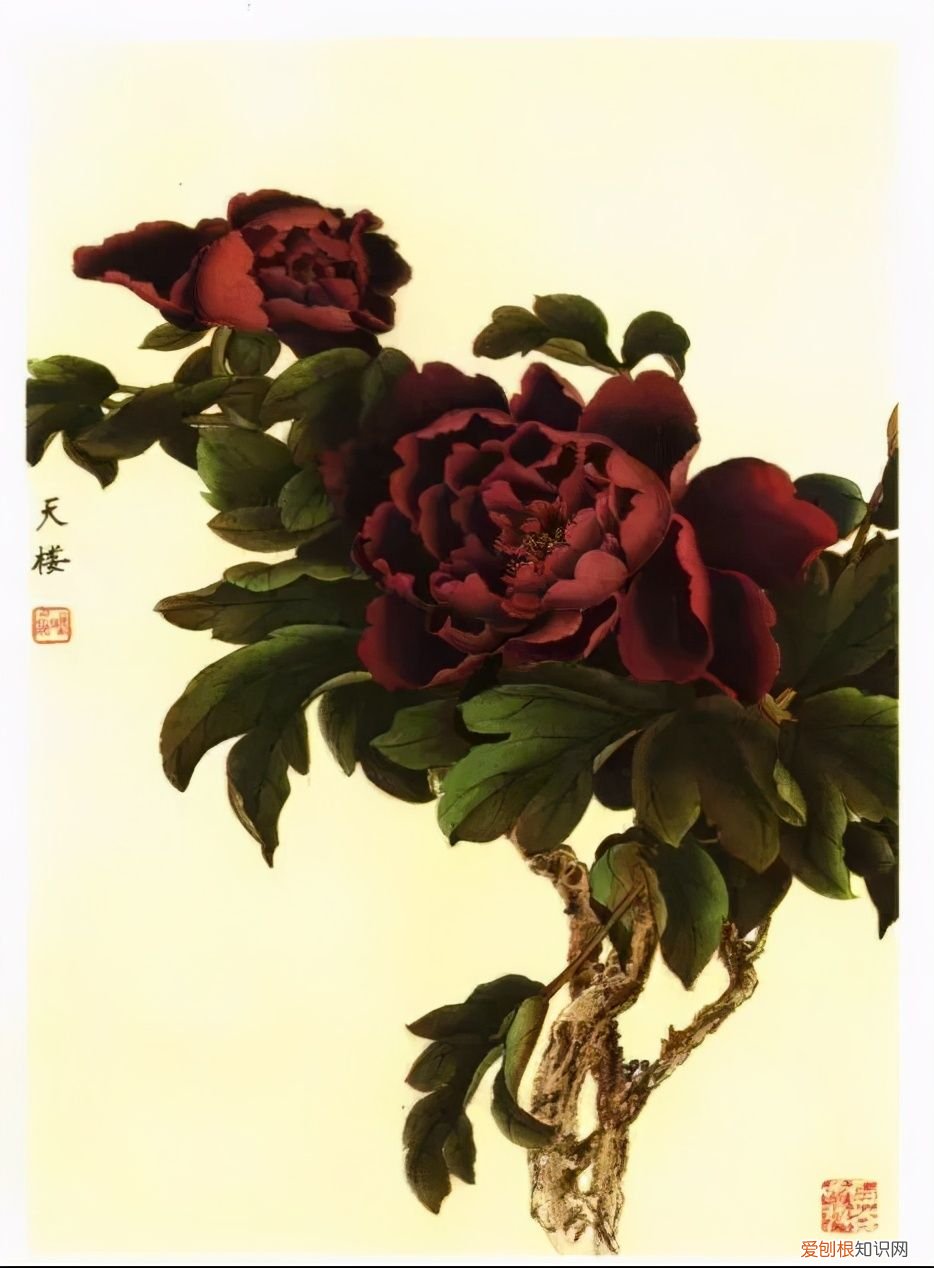 牡丹画谱，花开富贵 牡丹花谱