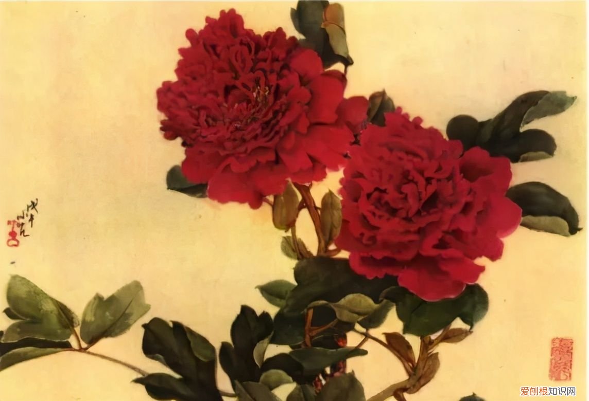 牡丹画谱，花开富贵 牡丹花谱