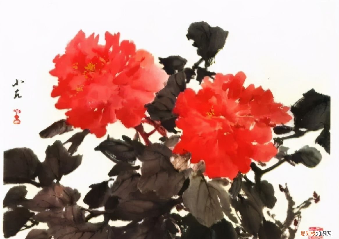 牡丹画谱，花开富贵 牡丹花谱